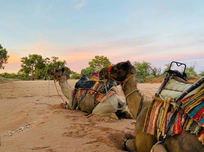 Overnight Camel Trekking in Australia