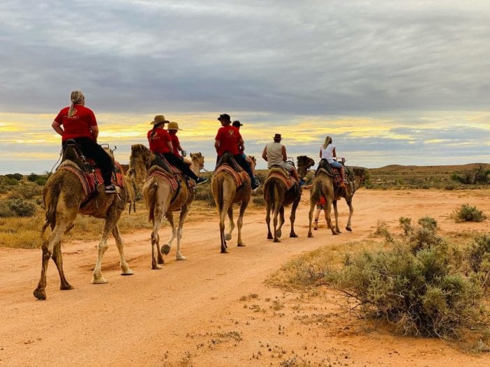 Christmas Day Camel Ride in NSW