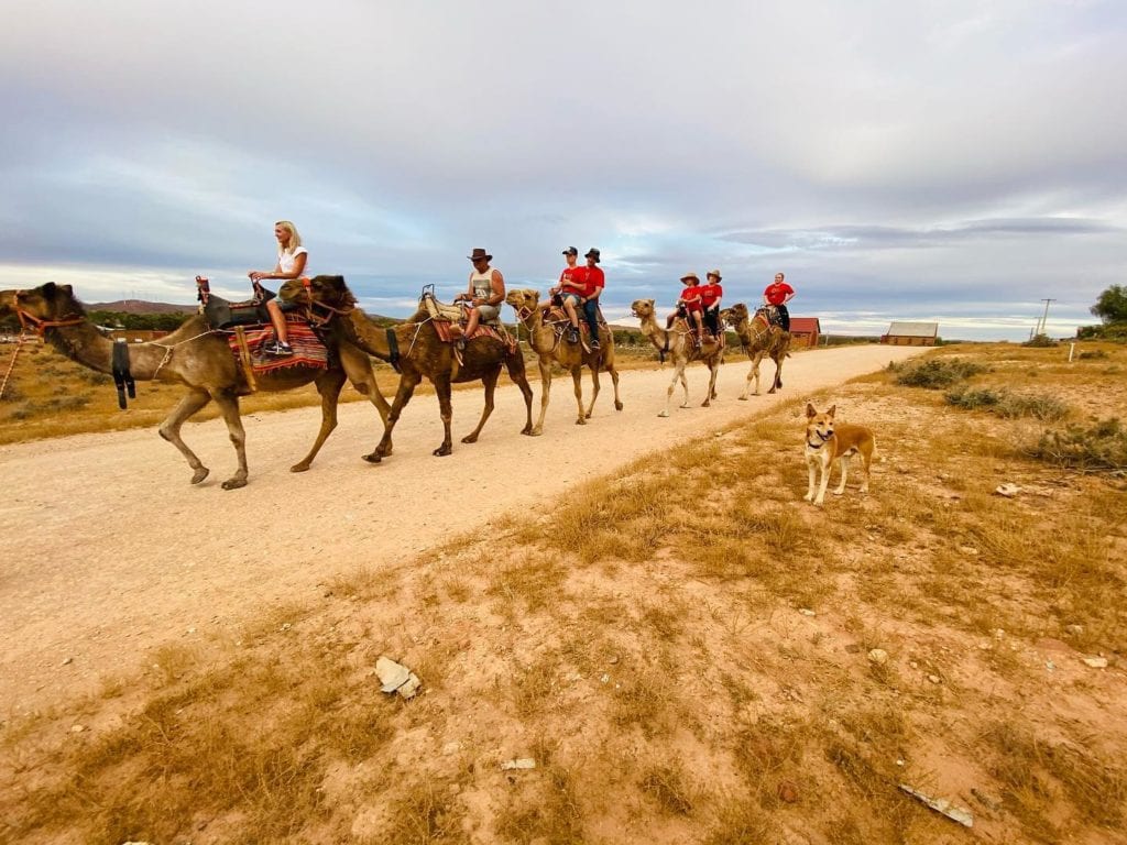 Christmas Party Camel Tour