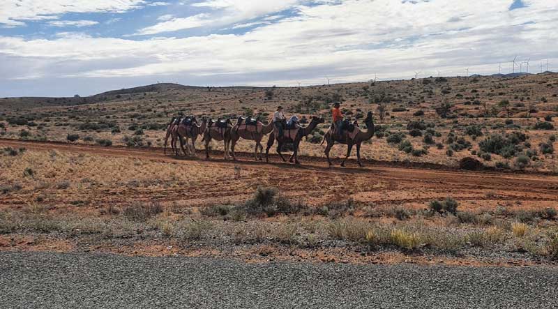 We rode the camels 19 km from our farm to Mundiville for the Mundi Mundi Bash