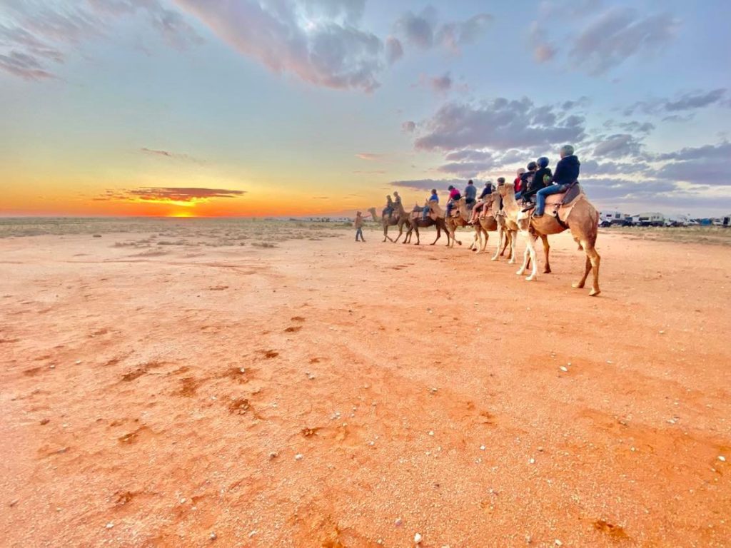 Camels walking into the sunset