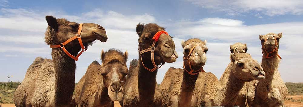 7 cute camels in a row