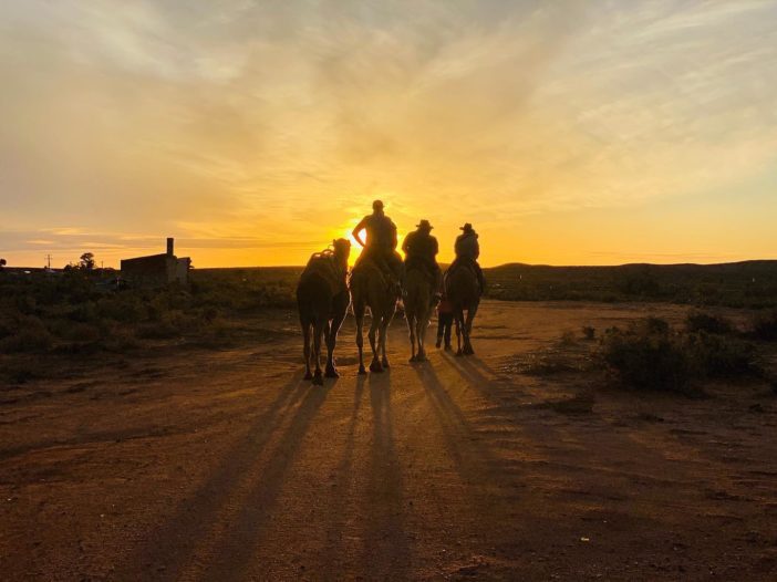 Camels heading out for an overnight camel trek